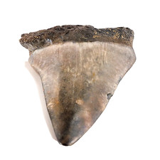 Fossil Mako Shark Tooth Isurus hastalis (EA7781) Nth Carolina USA.