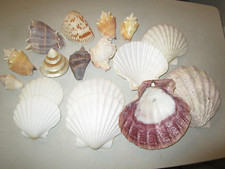 Lot of 17 Mixed Sea Shells 8 Large Scallops for Crafts Beach Decor