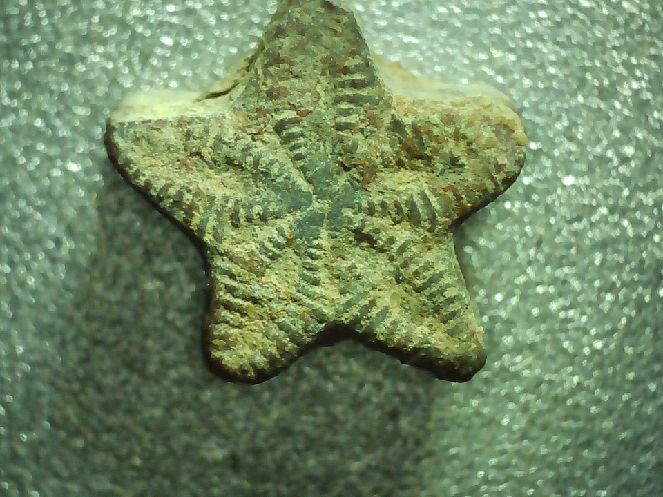 Fósil Estrella Crinoide - 30 piezas - Monedas de hadas - Gran regalo para coleccionistas Foto 3 de 4