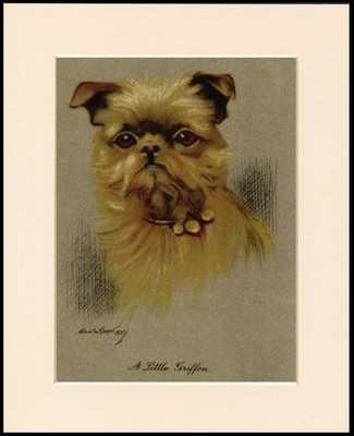 BRUSSELS GRIFFON HEAD STUDY CHARMING DOG PRINT MOUNTED READY TO FRAME