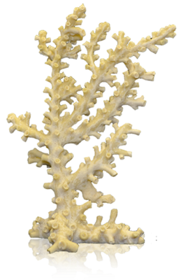 Blue Octo Coral