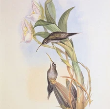 John Gould D' OSERY HERMIT Hummingbirds Vintage Art Print Bookplate 23