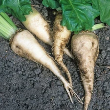 Sugar Beets (Beta vulgaris) Vegetable Seeds, High Sugar Content