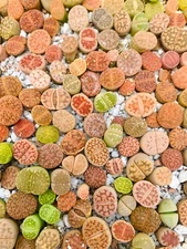 Live Lithops Plant -15 Plants (0.3-0.5") - Colorful 1-1.5 Year Old Living Stone