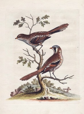 Butcherbird Würger bird birds Vogel Vögel engraving Kupferstich Edwards 1743