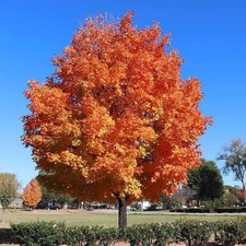 2 live sugar maple trees bare root 2 ft tall