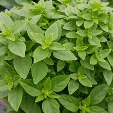 Dwarf Greek Basil Seeds 200+ Herb Culinary Cooking USA NON-GMO FREE SHIPPING