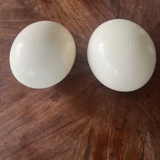 Old Ostrich Egg Shell 5.5 Inches Tall Large Beautiful Off-White 4.5 Wide Empty