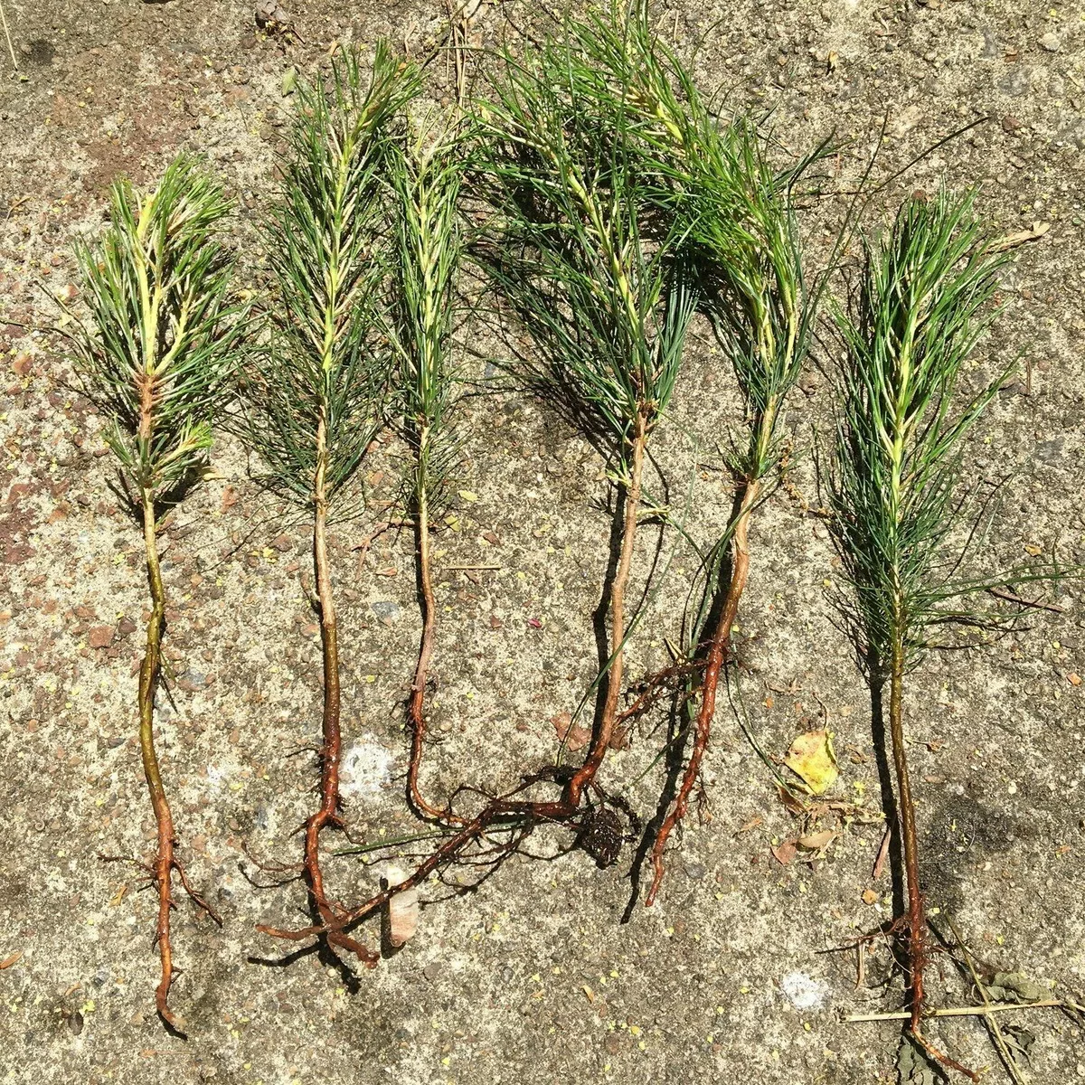 10 loblolly pine tree seedlings wild grown 8"-12" tall- Bareroot fast  growing. | eBay