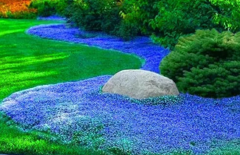 200 Semillas flores cubierta vegetal Aubrieta Cascade Blue - berro de roca azul