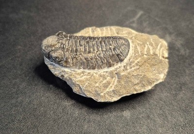 46 mm Reedops Trilobit Marokko Fossil Devon