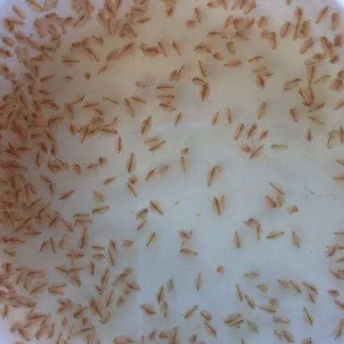 100+ Freshwater Water Daphnia by Happy Little Fish