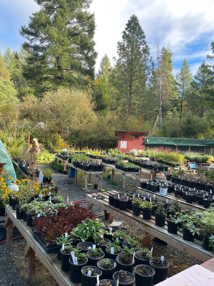 Hellebore Sandy Shores:Established Gal Size, Healthy root system/foliage intact - Image 4 of 4
