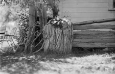 Mohawk Valley Guest Ranch, Clio, California 1950s view OLD PHOTO 4