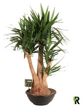 Yucca Elephantipes  (Spineless Yucca) Branched In 24 Cm Pot