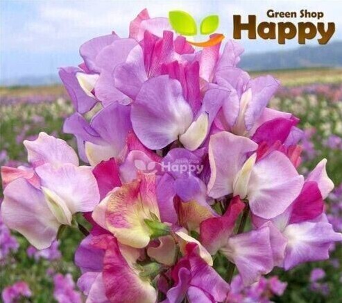 CLIMBING FLOWERS - Vines - Thunbergia Morning Glory Sweet Pea - Flower seeds - Picture 56 of 121