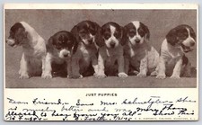 1905 Just Puppies Six Dogs White And Black Fur Posted Postcard