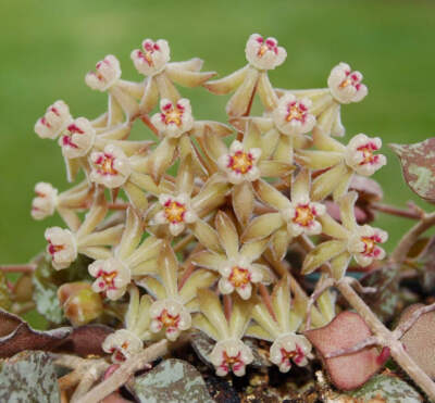 Hoya curtisii 10-30cm -