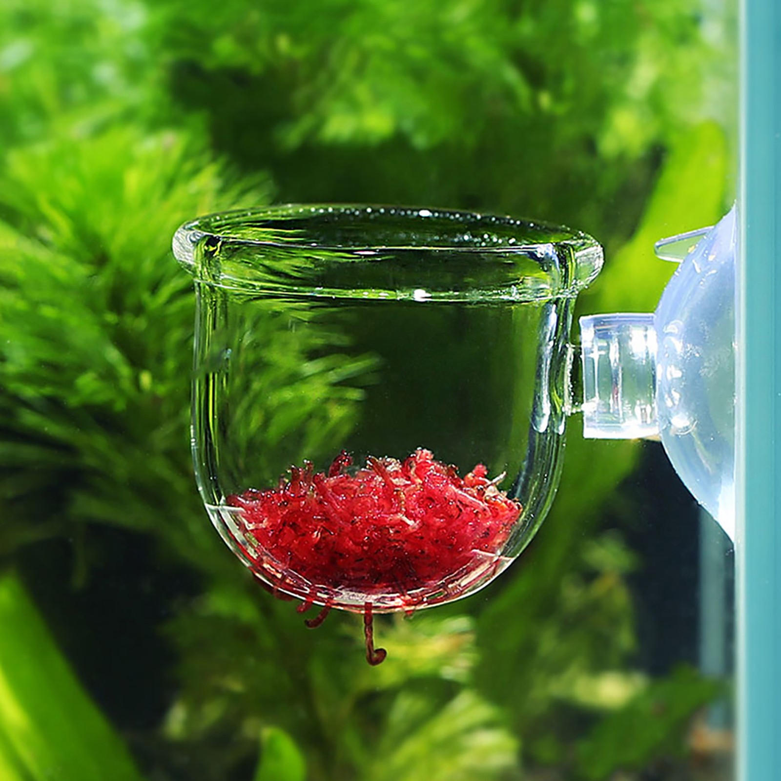 Transparent Aquarium Red Worm Feeder Suction Cup Fish Feeding Cup Container
