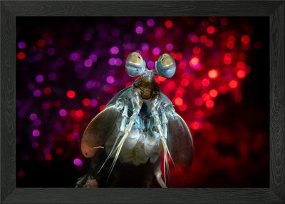 Mantis Shrimp Bubble Bokeh gerahmtes Wandbild Poster Leinwanddruck Bild