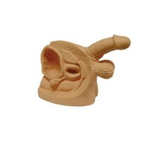 Advanced Male Internal  External Genital Organs