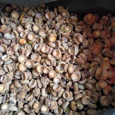 100 Acorn Caps For Crafting