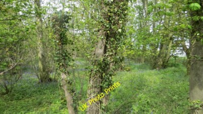 Foto 6x4 Ziegelplantage Tritlington einer von mehreren kleinen Wäldern um 2015