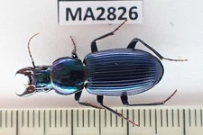 MA2826. Insects, butterflies: Carabidae sp. Sabah, Malaysia!!!!!!