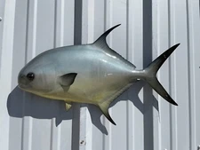 25" Permit Half Mount Fish Replica - In Stock & Ready to Ship