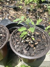 Heirloom Tomato Tree