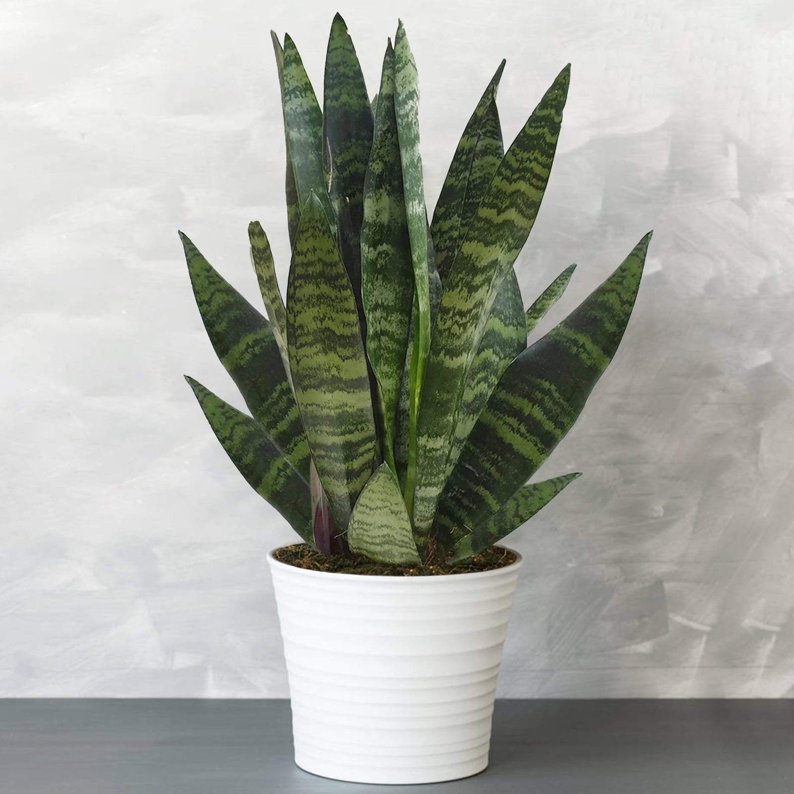 Premium Sansevieria Black Coral | Evergreen Houseplant (30-40cm Incl. Pot)