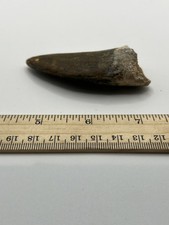 Tyrannosaurus T REX 3.0125” African Carcharodontosaurus FÓSIL REAL CS 102