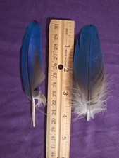 Macaw Feathers Blue and Gold 4 1/2 inch Single Feather
