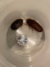 50 Large  XL 3/4 to 1.25 inch Well-fed Dubia Roaches Feeders  10 Overcount