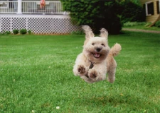 Avanti Running Dog Funny Birthday Card