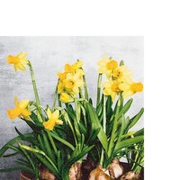 20 Kleine Cocktailservietten Narcissus Narzissen Blumen FrüHling Garten 25X25Cm