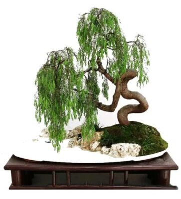 Money Tree Bonsai Fresh Cutting - Thick Trunks Fast Growing Light Bonsai  Indoor | eBay
