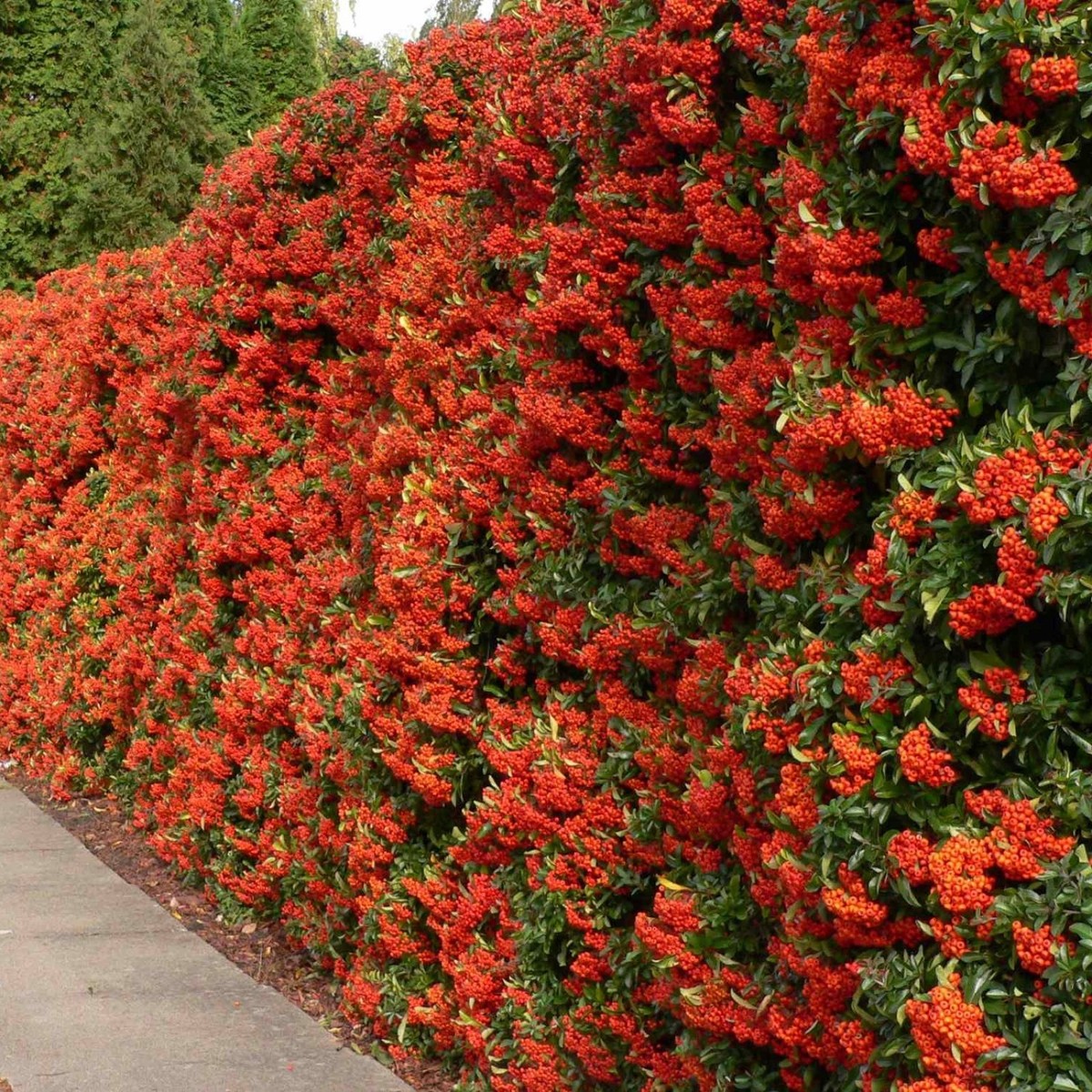 SCARLET FIRETHORN Pyracantha Coccinea - 50+ SEEDS | eBay