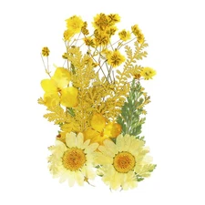 Dried Pressed Flowers Real Pressed Flowers Dry Leaves for DIY Crafts Yellow