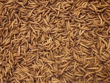 Predator Foods Superworms / King Worms Large 1.5 in - 1.75 in