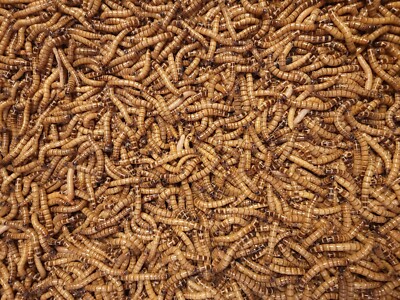 Predator Foods Superworms / King Worms Large 1.5 in - 1.75 in