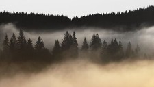 Landscape nature trees mist forest pine minimalism sepia Custom Gaming Mat Desk