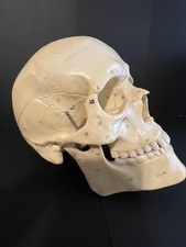 Cranio per Studio, Professionale, in resina