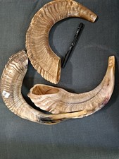 Kosher Jewish Shofar Ram Horn large               