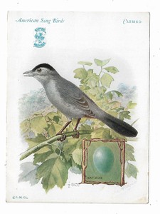 Old Trade Card Singer Sewing Machine American Song Birds Catbird