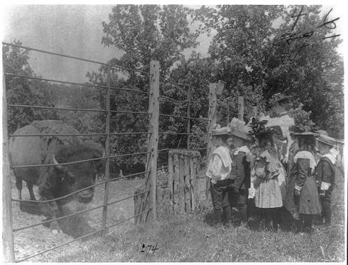 Bambini delle scuole che guardano bisonti allo zoo, Washington, DC, istruzione, 1899?, bambini - Foto 1 di 1