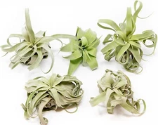 Medium Tillandsia Streptophylla Air Plants - Easy Care Live Indoor Outdoor