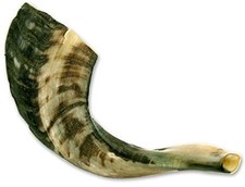 Nana Gifts Authentic Ram Horn Shofar from Israel, Clear 14"-16", natural