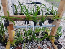VANDA ORCHID SEEDLINGS!