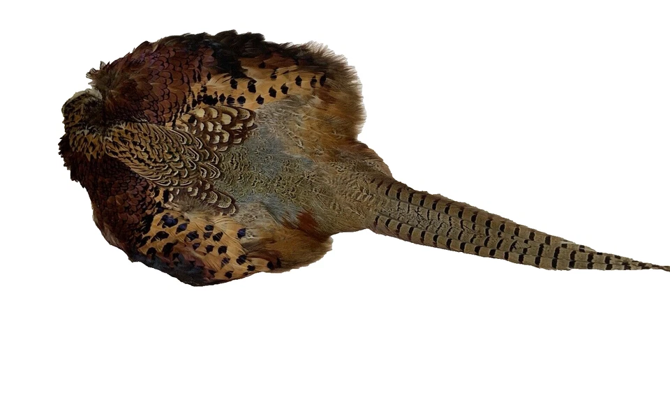 Ringneck Pheasant Feathers Pelt Hide Specimen Colorful Victorian Wall Decor - Image 3 of 4